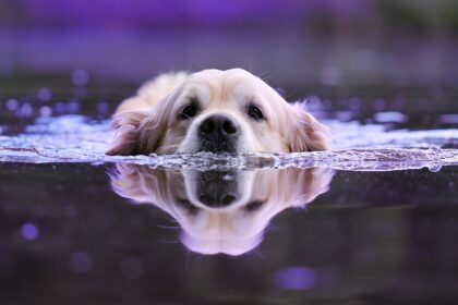 Können alle Hunde schwimmen?