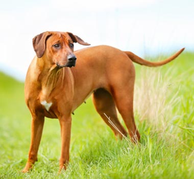 Rasseportrait: Rhodesian Ridgeback