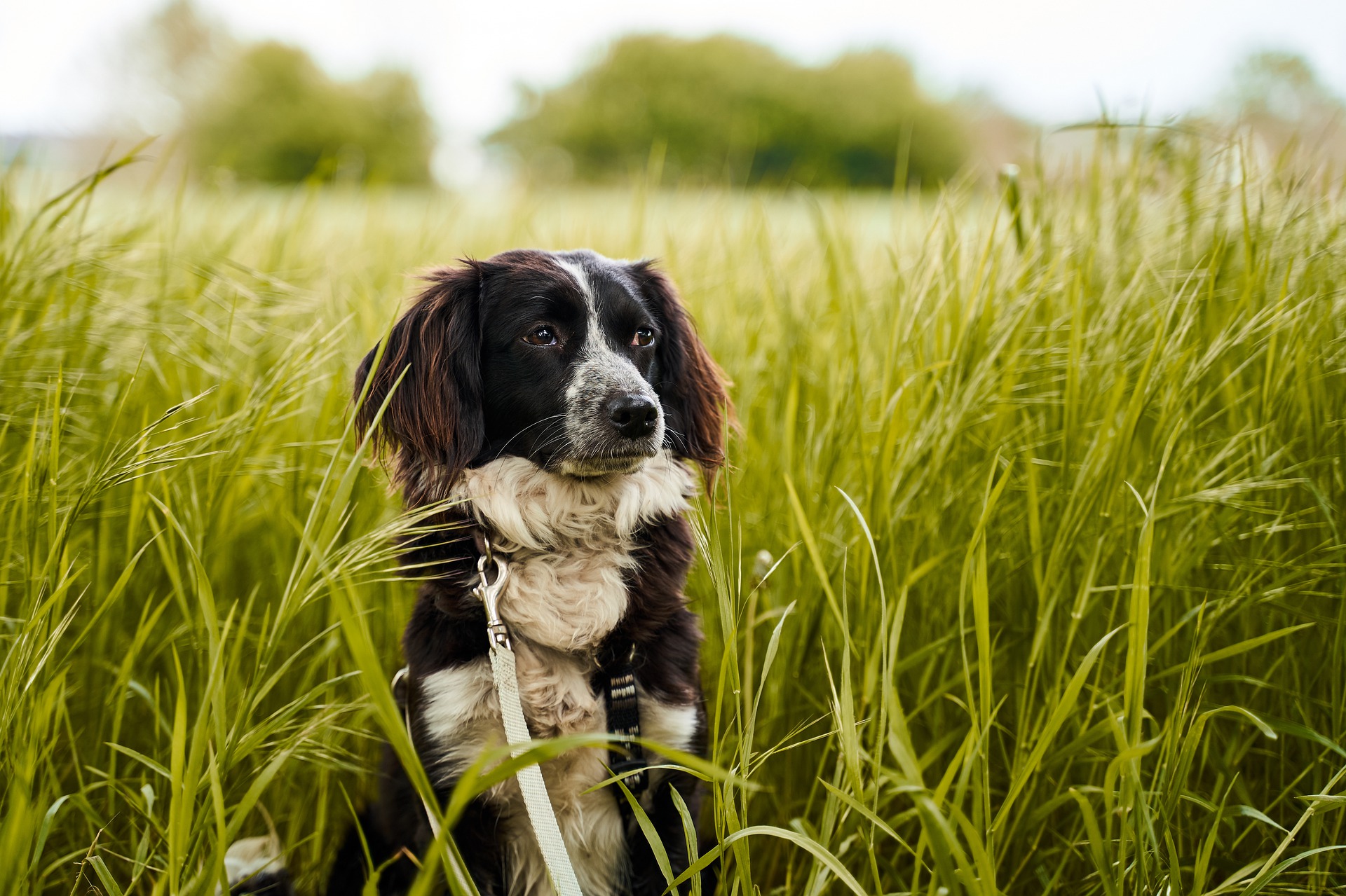 Wie schütze ich meinen Hund vor Infektionen?