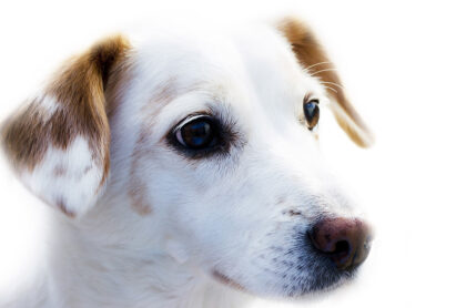 Epilepsie beim Hund: Ursachen, Symptome und Behandlungsansätze