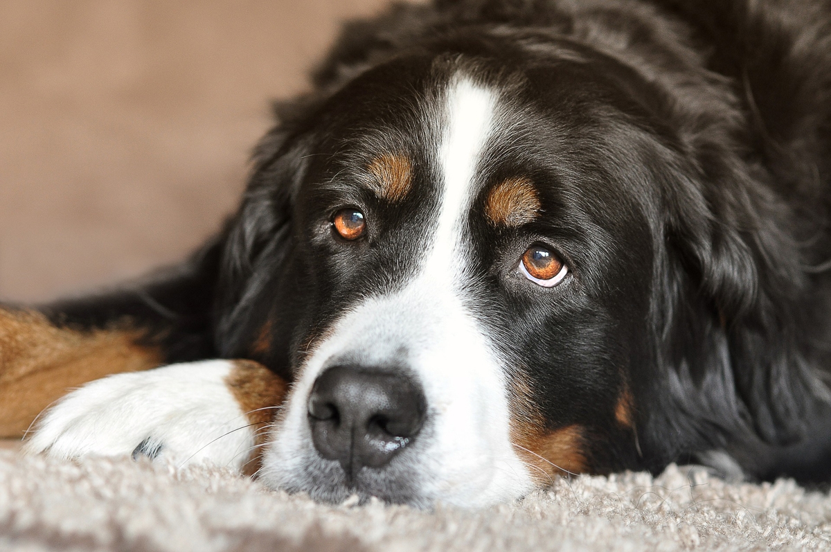 Ein gepflegtes Fell und gesunde Haut sind für den Hund wichtig