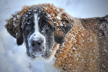 Wie Hunde gut durch den Winter kommen