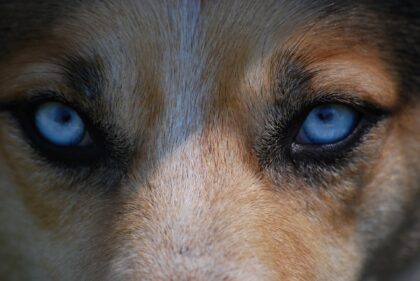 Lesiones oculares en los perros: ¿qué hacer?