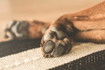 Vorbeugen & behandeln einer Arthrose beim Hund