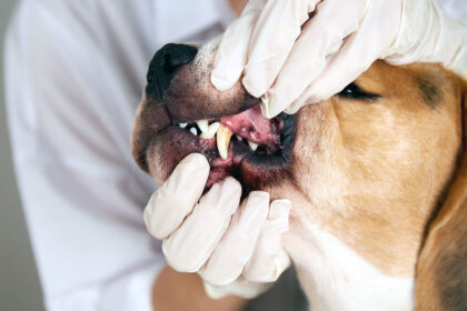 Zahnfleischentzündung beim Hund: Ursachen, Symptome und natürliche Behandlung