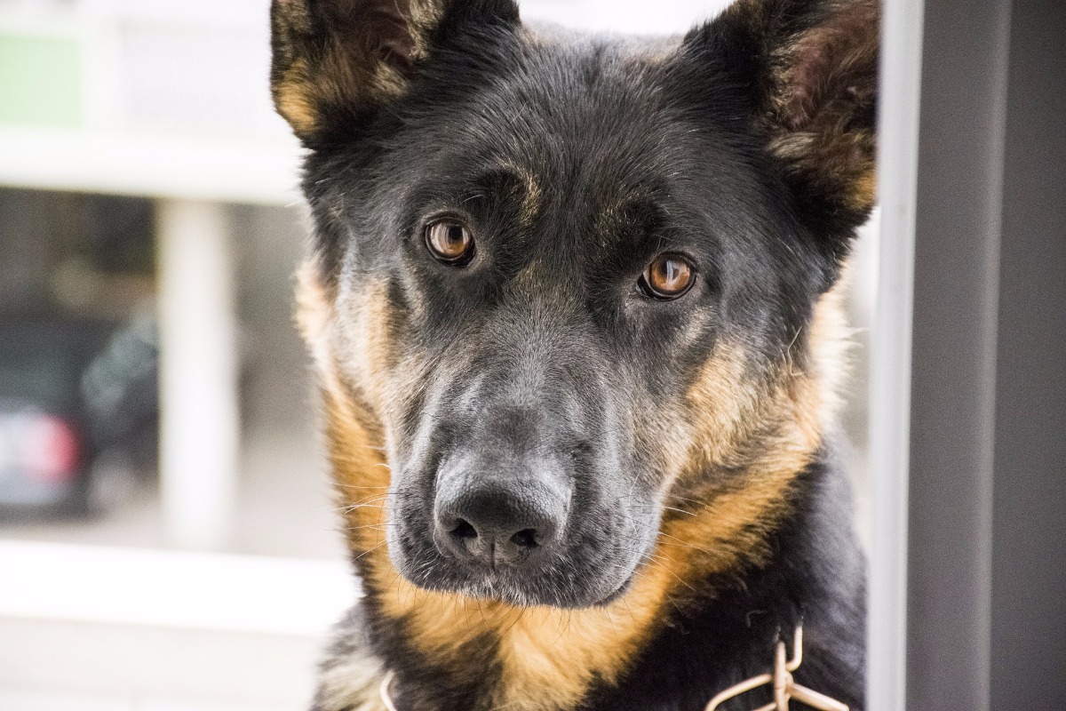 Des aides sur quatre pattes – les chiens d'assistance