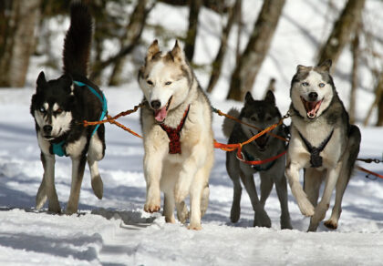 Zughundesport, Dogscooter & Co – Hundesporttrends auf einen Blick