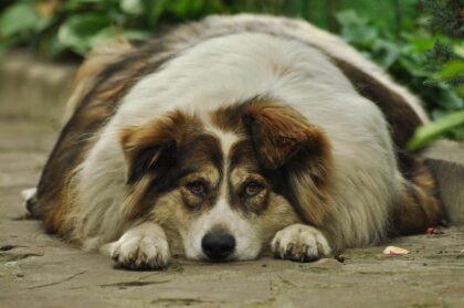 Tierisch viele Pfunde