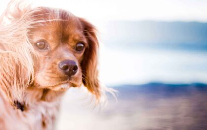 Alternative Tumorbehandlung für Hunde mit Vitalpilzen und MSM