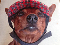 Hund Speedy