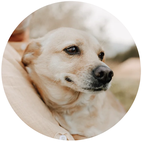 Jill notre chienne aux articulations saines