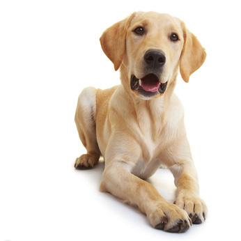 Nervenschwäche bei Hunden - Ursachen und Behandlung