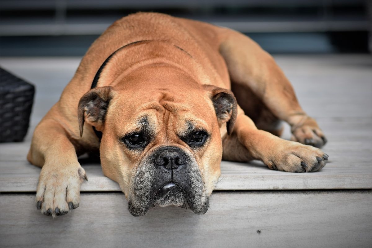 Entwurmung – wichtig für den Hund