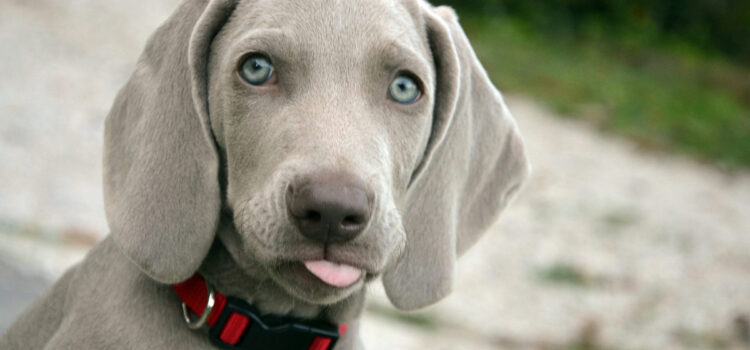 I cani hanno segreti?