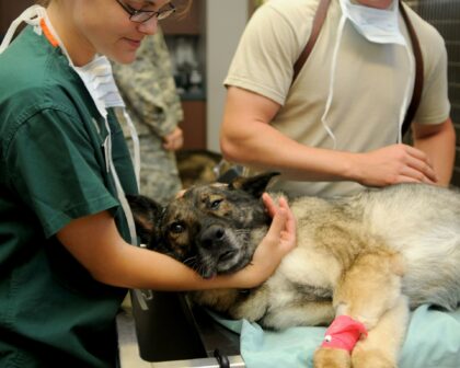 ¿Qué hacer cuando el cuadrúpedo tiene que ir al veterinario?