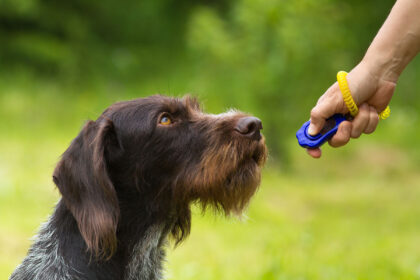 So funktioniert Clickertraining bei Hunden