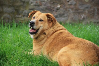 Abnehmtricks für den Hund
