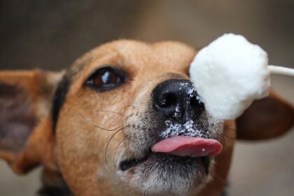 Ein Hund, der eine kleine Abk&uuml;hlung in Form von f&uuml;rsorglich zubereitetem Hundeeis genie&szlig;t