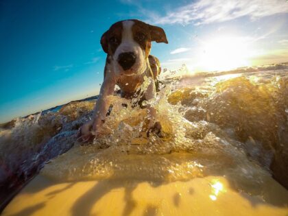 Urlaub – Und was ist mit dem Hund?