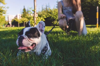 Hund an der Leine – gut oder schlecht?