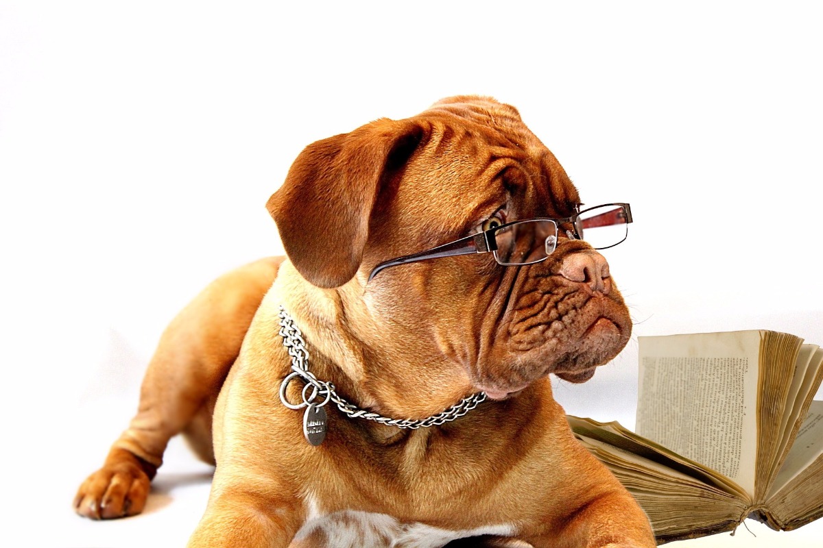 Les chiens sont vraiment intelligents !