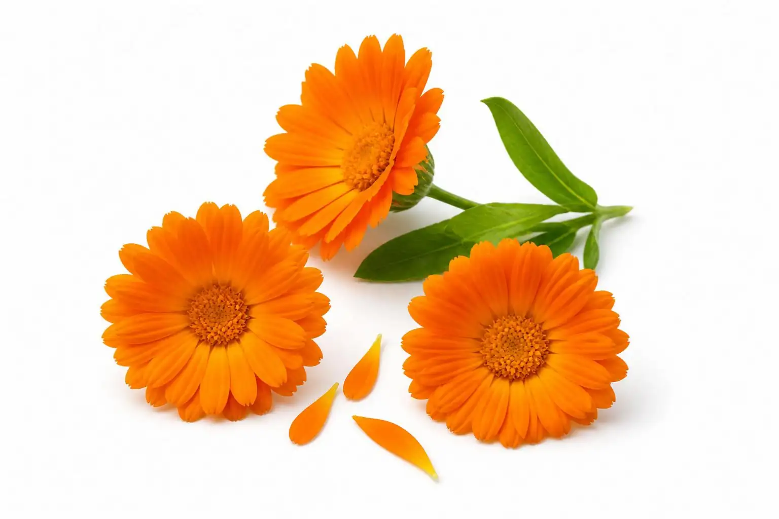 Ringelblume für Hunde