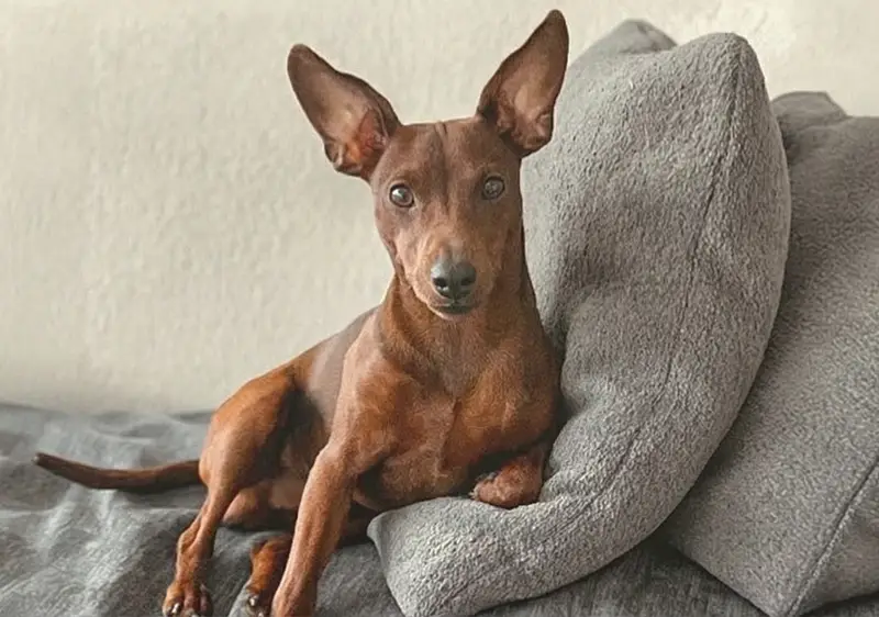 Dog Hugo
