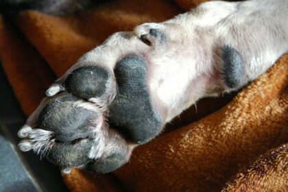 Krallenschneiden bei Hunden: Alles, was du wissen musst