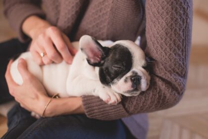 El elogio: también para los perros