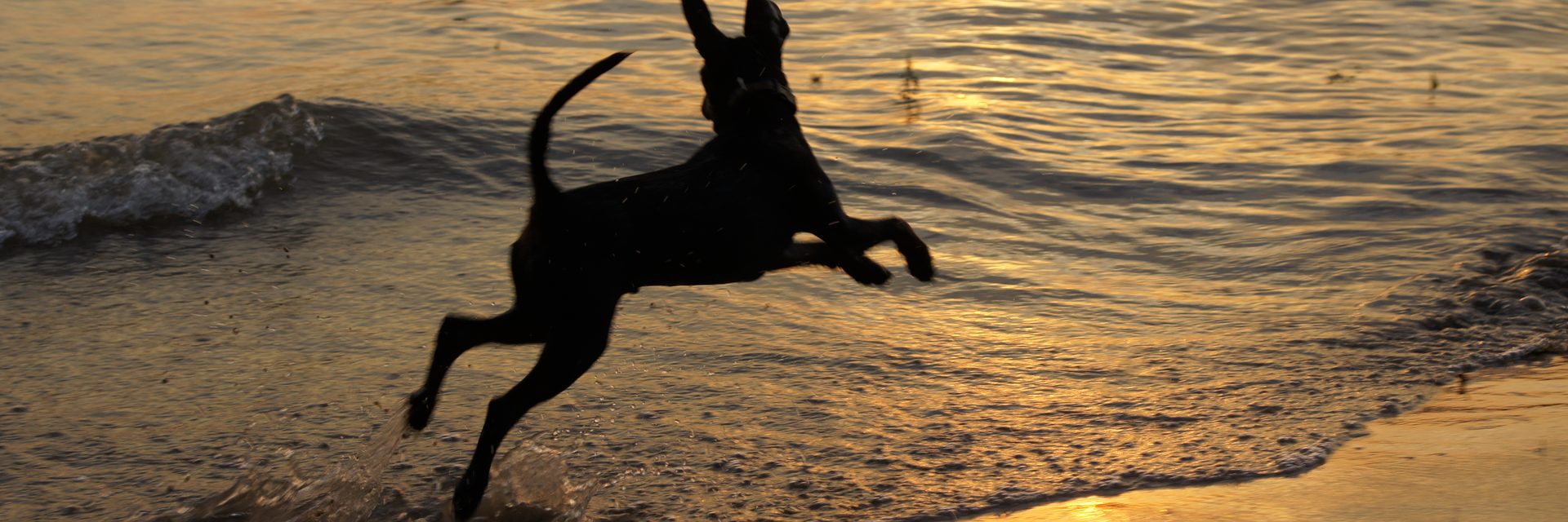 Hunderassen – DOG FIT by PreThis®