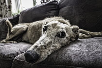 A vital senior dog who is visibly comfortable in his own skin