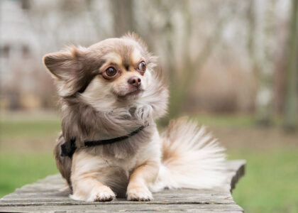 Mein Hund frisst Kot » Ratgeber » Ursachen und Tipps