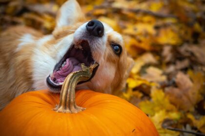 Frisches Futter – gut für den Hund