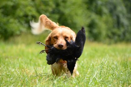 Do all dogs have a hunting instinct?