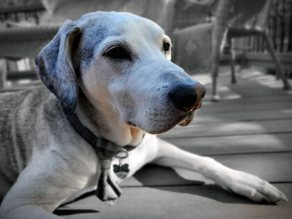 Myelopathie bei Hunden – Ein umfassender Ratgeber