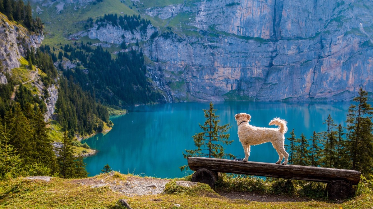 Camminare è la gioia del cane