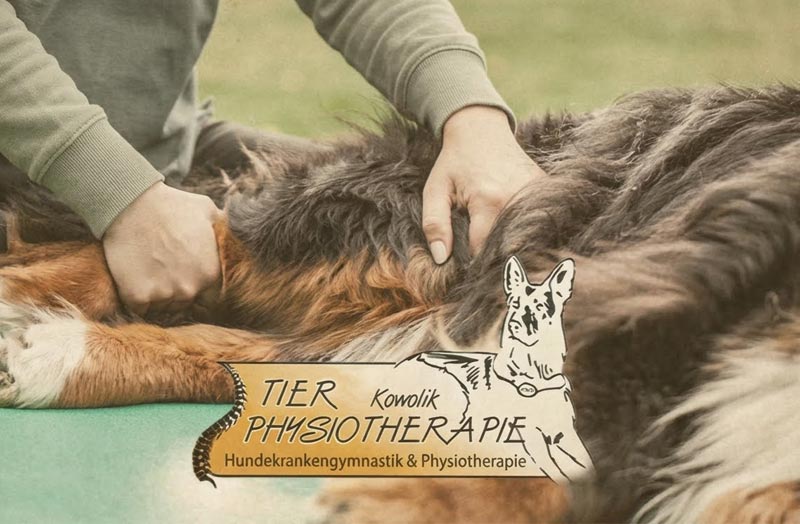 Tierphysiotherapie Magdeburg