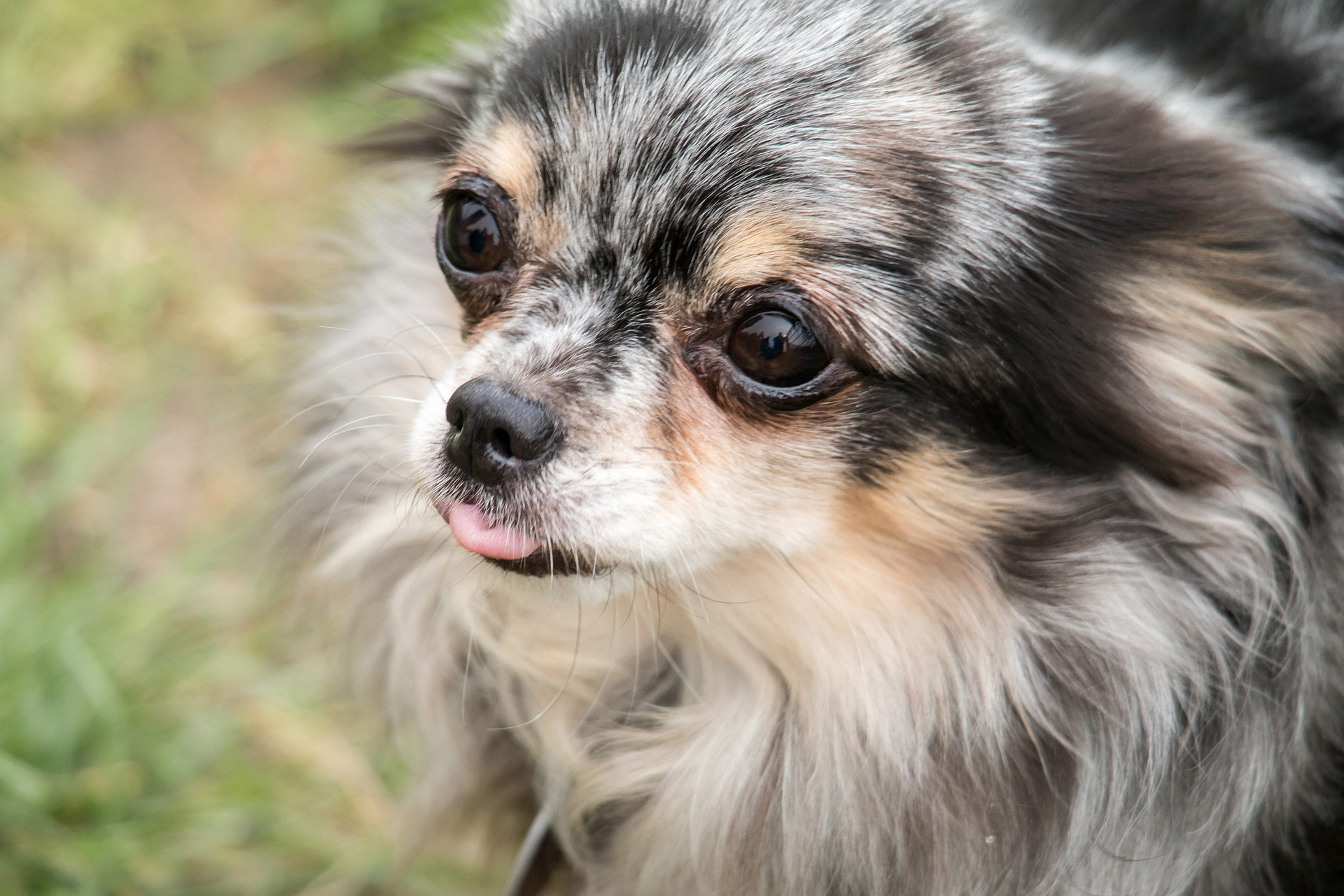 Hunde Gelenkprobleme durch Überzüchtung