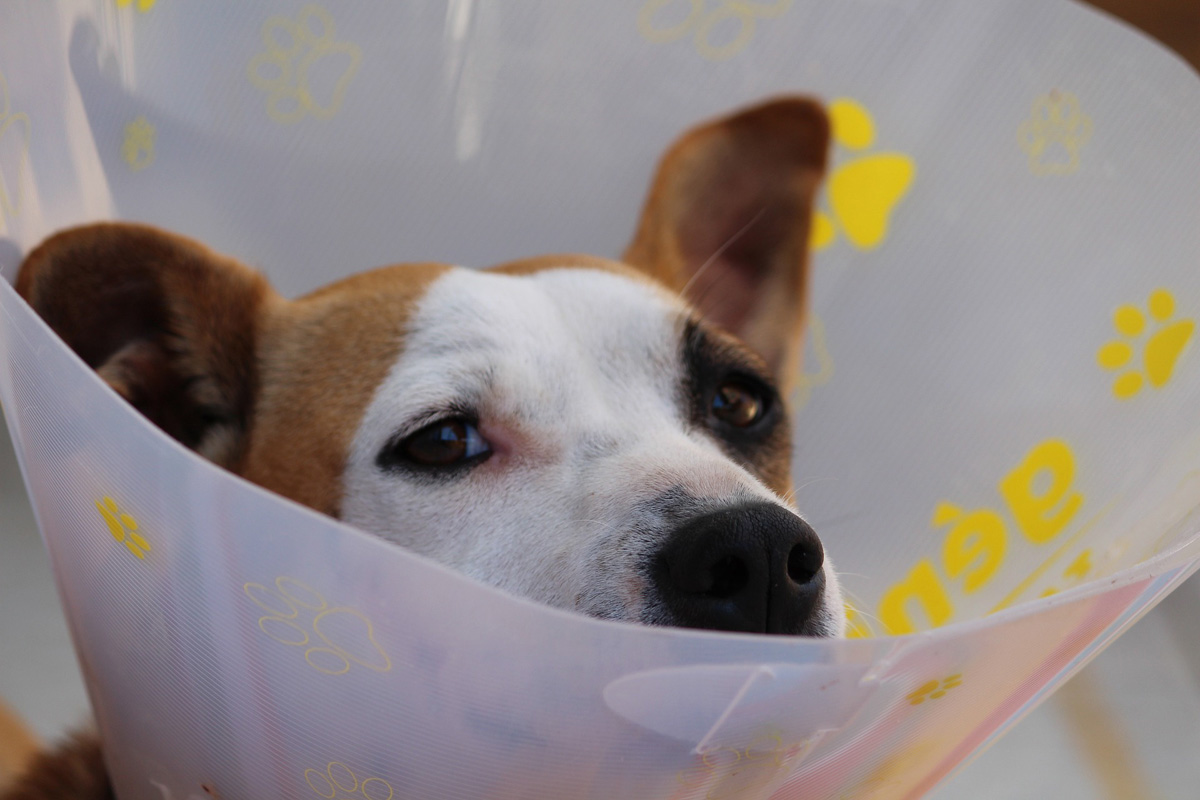 ¿Qué hacer si mi perro está herido o enfermo?