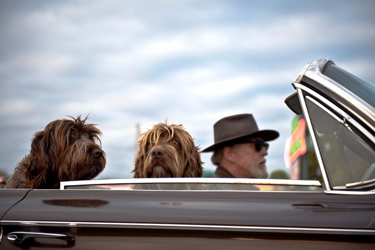 Dogs mirror us