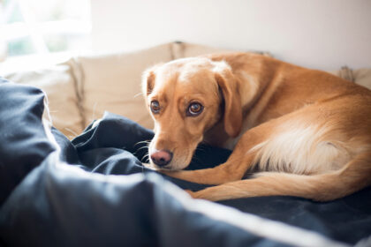 Alles, was Du über das Cauda Equina Syndrom bei Hunden wissen musst