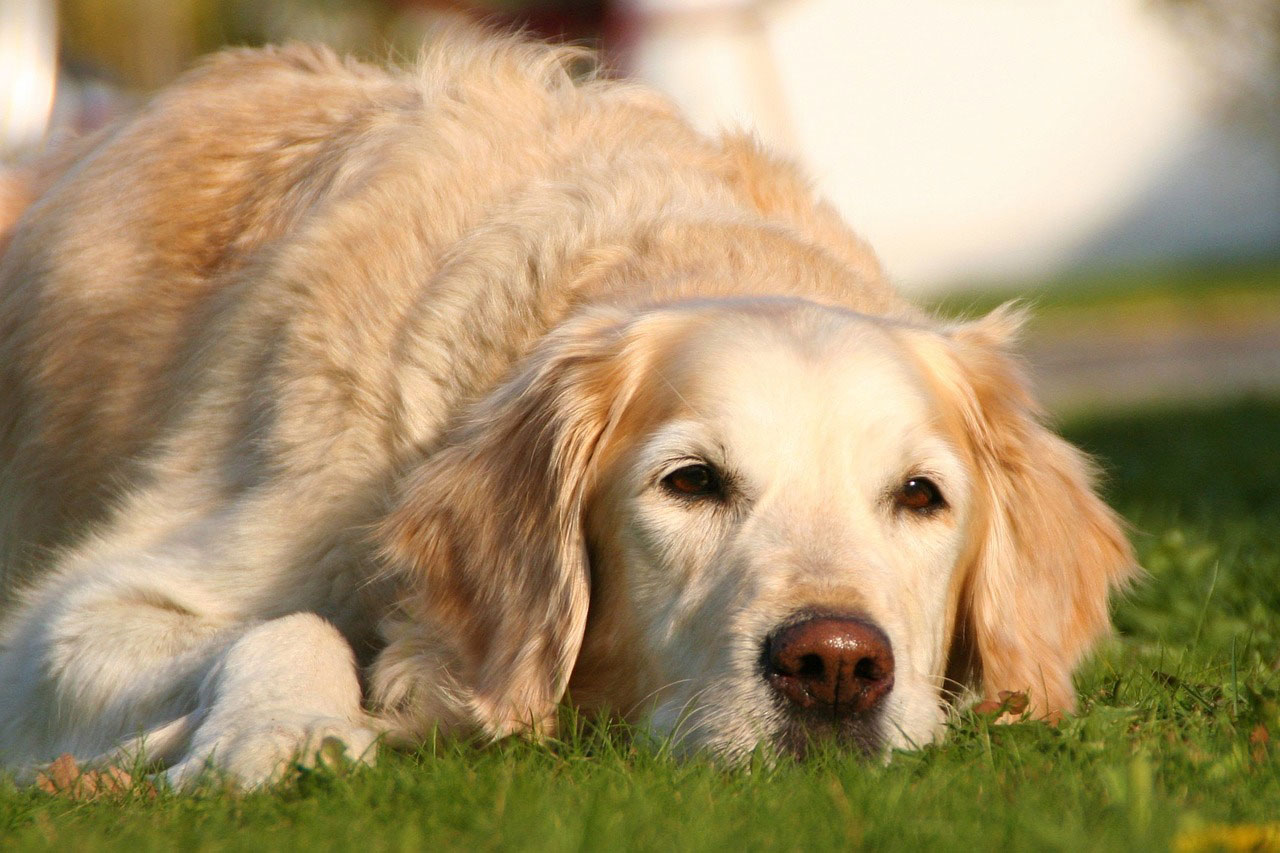 Zwei Formen der Arthritis bei Hunden