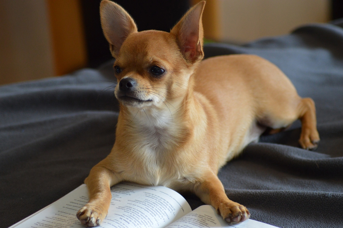 Ton chien peut-il te comprendre ?