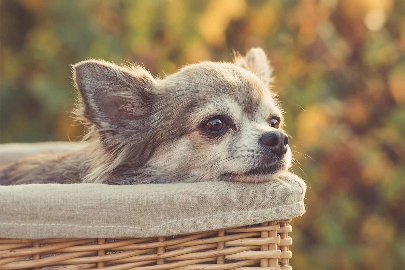 Patellaluxation beim Hund