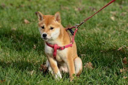 Den Hund an die Leine oder nicht ?