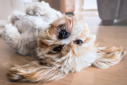 Hundekekse selbst backen – 3 Rezepte