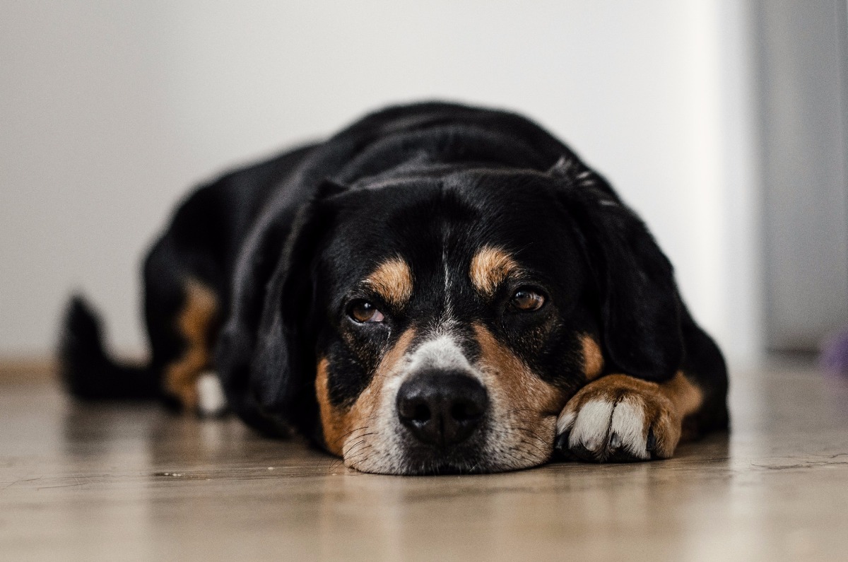 También los perros pueden sufrir estrés cotidiano