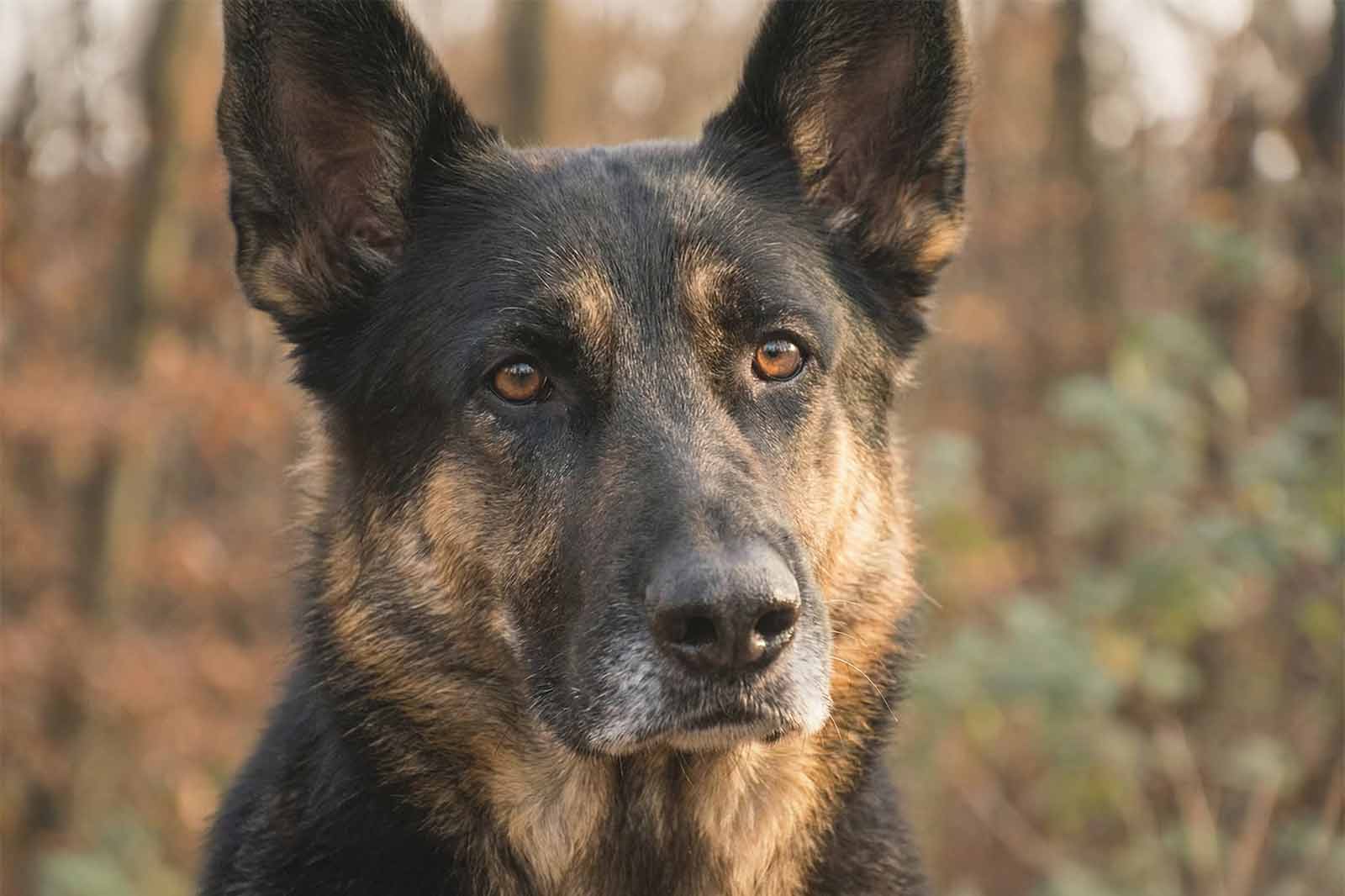 Demenz beim Hund
