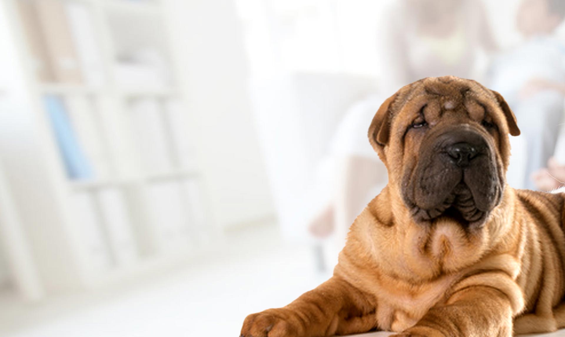 Rasseportrait: Shar Pei
