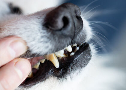 Zahnstein beim Hund entfernen – Die natürliche Zahnreinigung
